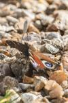 Aglais io