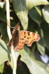 Polygonia c-album