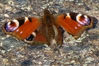 Aglais io