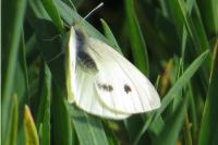Pieris