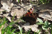 Aglais io