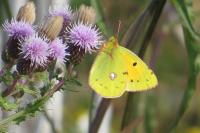 Colias crocea