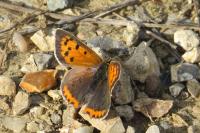 Lycaena phlaeas