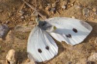 Pieris rapae