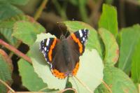 Vanessa atalanta