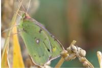 Colias crocea