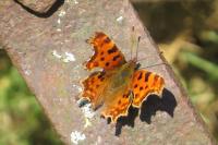 Polygonia c-album
