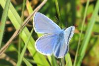 Polyommatus icarus