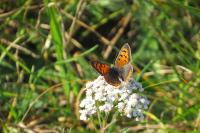 Lycaena phlaeas