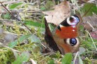 Aglais io