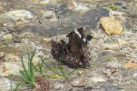 Vanessa atalanta