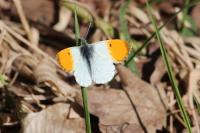 Anthocharis cardamines