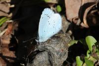 Celastrina argiolus