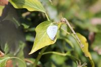 Celastrina argiolus