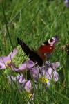 Aglais io