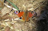 Aglais io