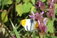 Anthocharis cardamines