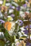 Anthocharis cardamines