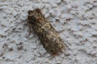 Polyploca ridens