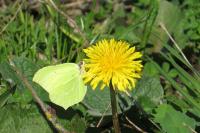 Gonepteryx rhamni