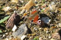 Aglais io