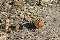 Aglais urticae