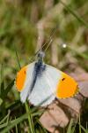 Anthocharis cardamines