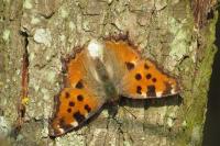 Nymphalis polychloros