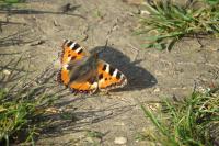 Aglais urticae