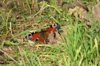 Aglais io