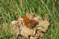 Polygonia c-album