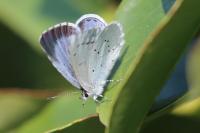 Celastrina argiolus