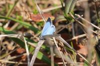 Celastrina argiolus