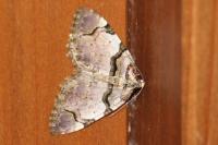 Anticlea derivata