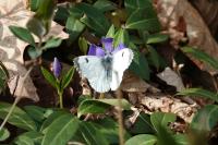 Anthocharis cardamines