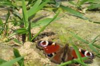 Aglais io