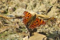 Polygonia c-album