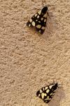 Arctia villica