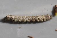 Allophyes oxyacanthae