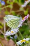 Pieris napi