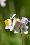 Anthocharis cardamines