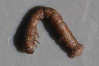 Colotois pennaria