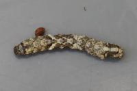 Allophyes oxyacanthae