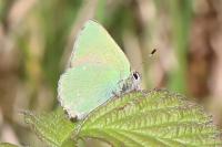 Callophrys rubi