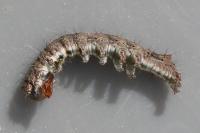 Allophyes oxyacanthae
