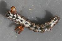 Allophyes oxyacanthae