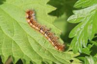 Lasiocampa quercus