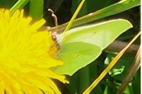 Gonepteryx rhamni