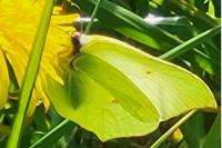 Gonepteryx rhamni