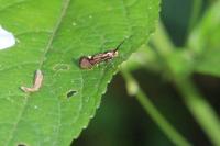 Esperia sulphurella